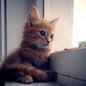 Meet your Posher, Jasminka